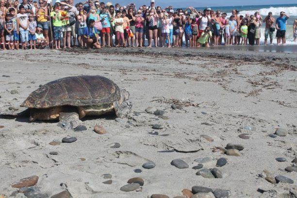 Χανιά: Απελευθέρωσαν την θαλάσσια χελώνα με δάκρυα στα μάτια μετά από 6 χρόνια περίθαλψης